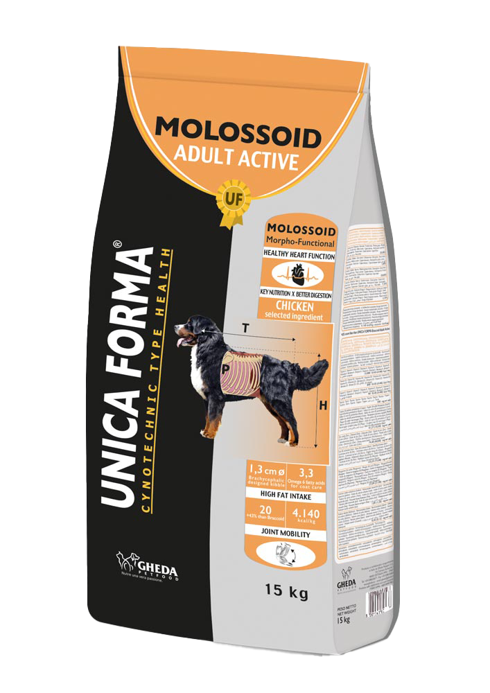 Molossoid Adult Active