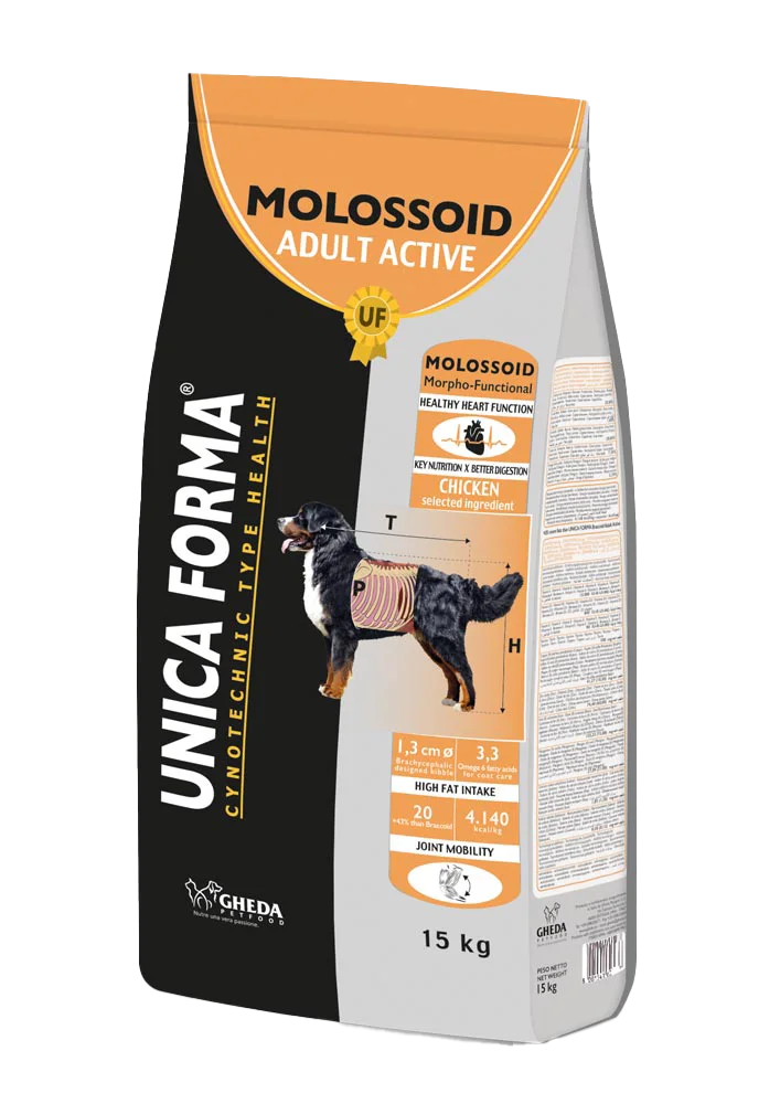 Molossoid Adult Active