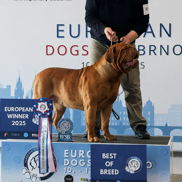 Barolo, European Winner 2025 i Best of Breed, European Dog Show Brno